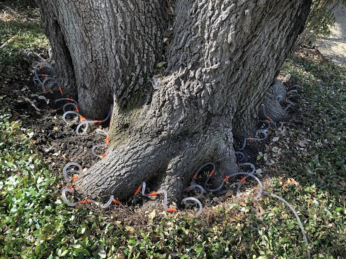 Detailed Tree Cabling and Bracing job site in Navarre