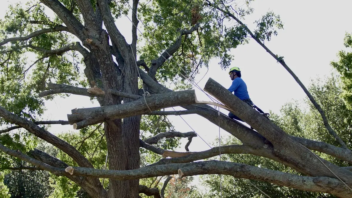 Professional Crown Thinning performed by certified arborists in Navarre